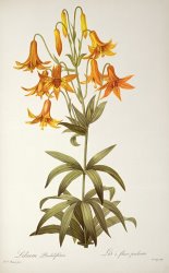Pierre Joseph Redoute Lilium Penduliflorum