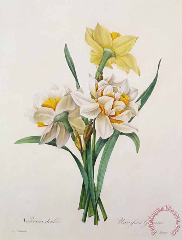 Narcissus Gouani painting - Pierre Joseph Redoute Narcissus Gouani Art Print
