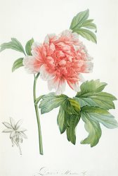 Pierre Joseph Redoute Peony