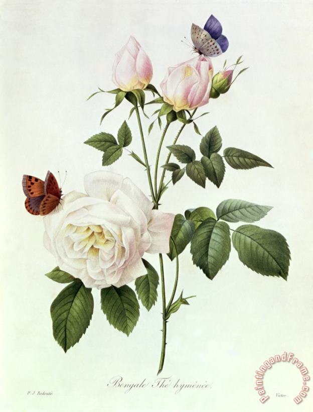 Rosa Bengale the Hymenes painting - Pierre Joseph Redoute Rosa Bengale the Hymenes Art Print