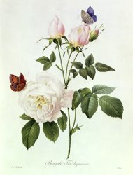 Pierre Joseph Redoute Rosa Bengale the Hymenes