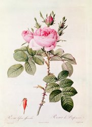 Pierre Joseph Redoute Rosa Bifera Officinalis
