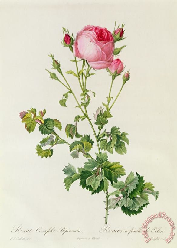 Rosa Centifolia Bipinnata painting - Pierre Joseph Redoute Rosa Centifolia Bipinnata Art Print
