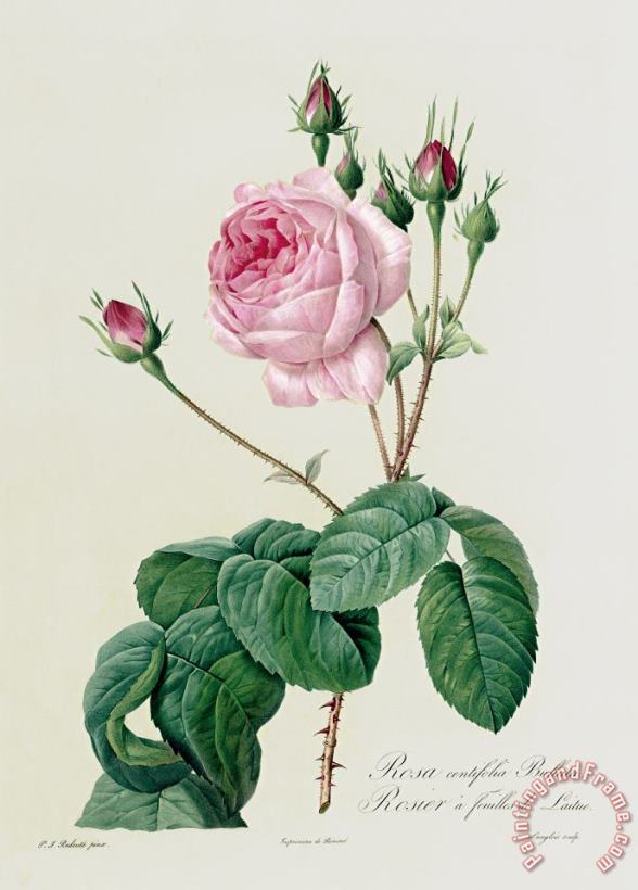 Rosa Centifolia Bullata painting - Pierre Joseph Redoute Rosa Centifolia Bullata Art Print