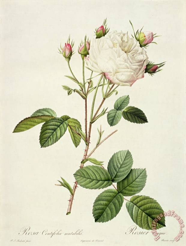 Pierre Joseph Redoute Rosa Centifolia Mutabilis Art Painting