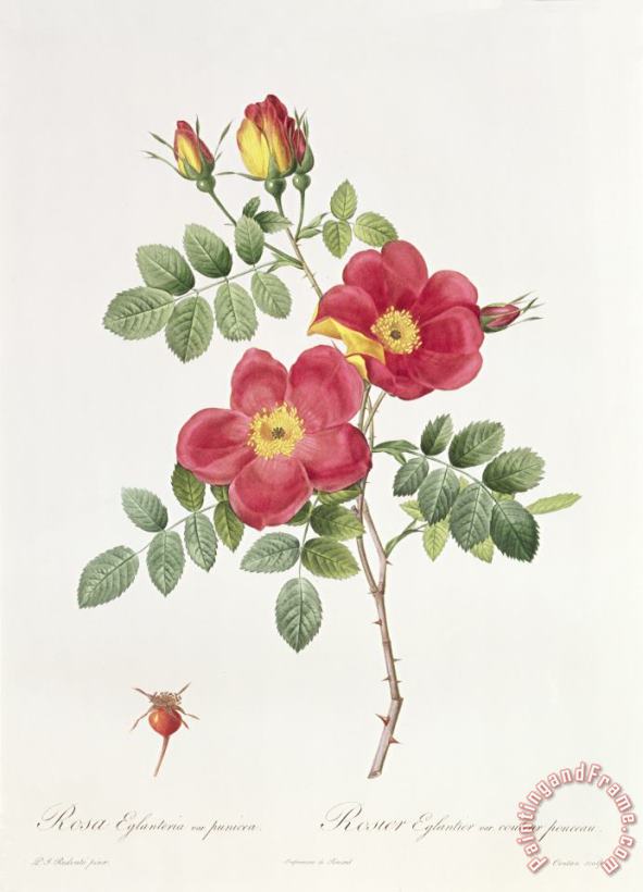 Pierre Joseph Redoute Rosa Eglantera Punicea Art Print