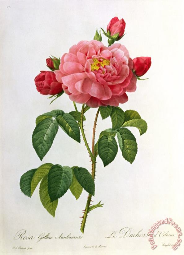 Rosa Gallica Aurelianensis painting - Pierre Joseph Redoute Rosa Gallica Aurelianensis Art Print