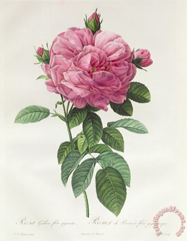 Rosa Gallica Flore Giganteo painting - Pierre Joseph Redoute Rosa Gallica Flore Giganteo Art Print