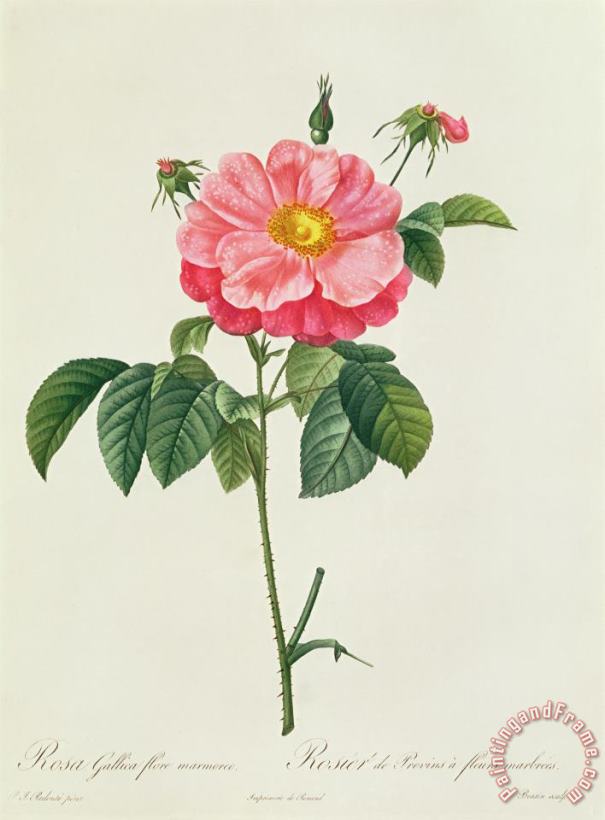 Rosa Gallica Flore Marmoreo painting - Pierre Joseph Redoute Rosa Gallica Flore Marmoreo Art Print
