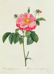 Pierre Joseph Redoute Rosa Gallica Flore Marmoreo