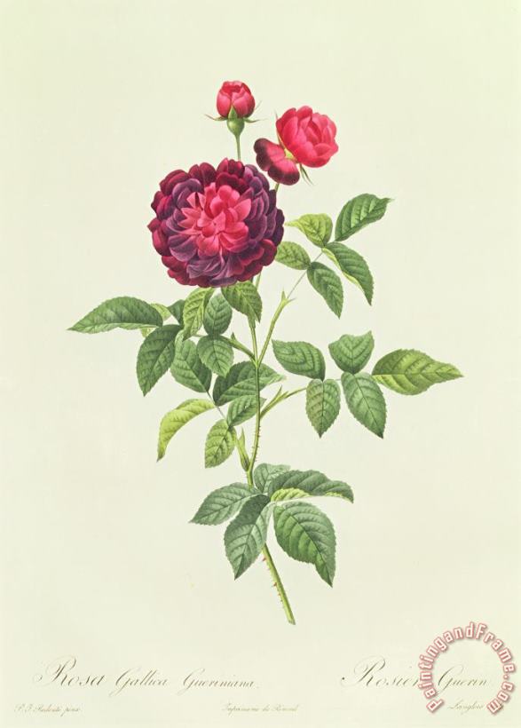 Rosa Gallica Gueriniana painting - Pierre Joseph Redoute Rosa Gallica Gueriniana Art Print