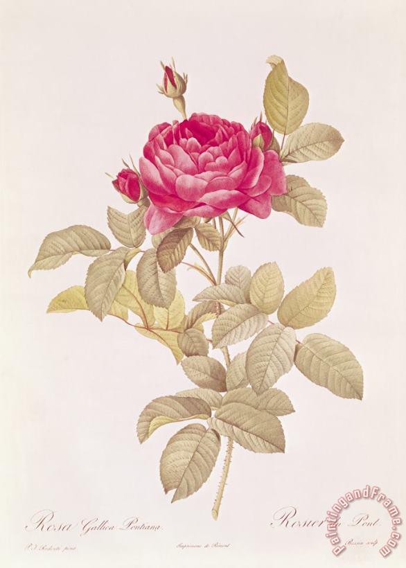 Rosa Gallica Pontiana painting - Pierre Joseph Redoute Rosa Gallica Pontiana Art Print