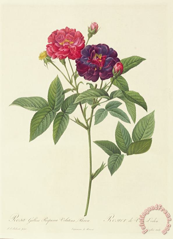 Pierre Joseph Redoute Rosa Gallica Purpurea Velutina Art Painting