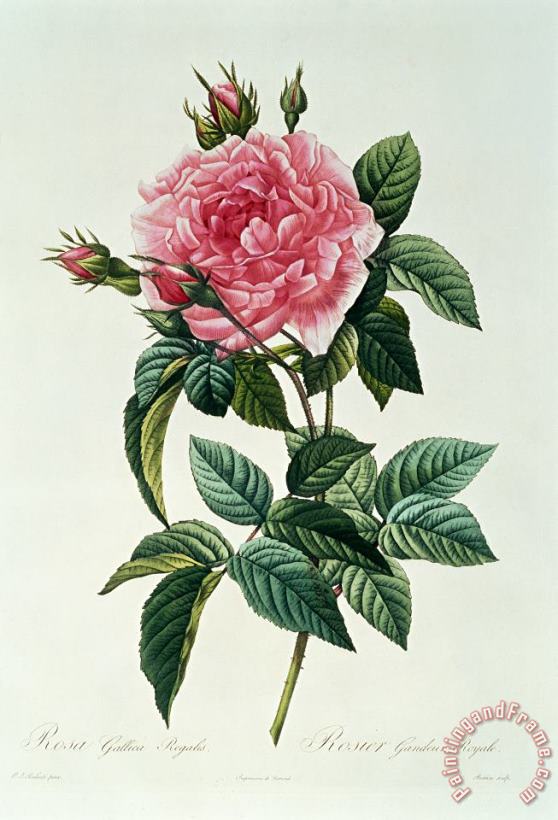 Rosa Gallica Regalis painting - Pierre Joseph Redoute Rosa Gallica Regalis Art Print