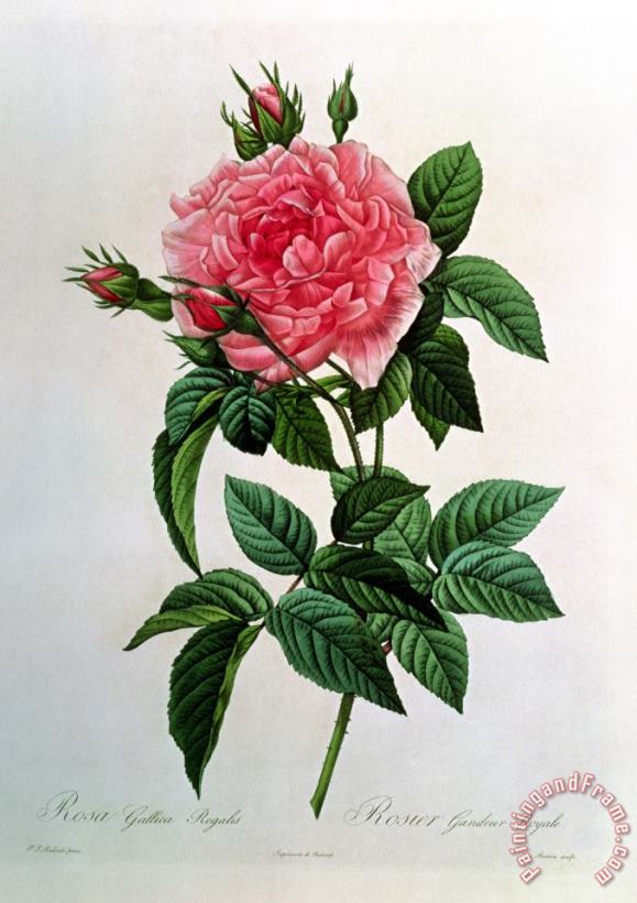 Rosa Gallica Regallis painting - Pierre Joseph Redoute Rosa Gallica Regallis Art Print