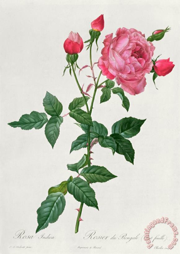 Pierre Joseph Redoute Rosa Indica Art Painting