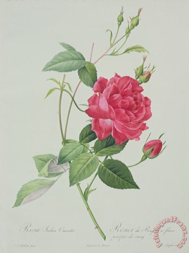 Rosa indica cruenta painting - Pierre Joseph Redoute Rosa indica cruenta Art Print