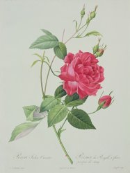 Pierre Joseph Redoute Rosa indica cruenta