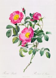 Pierre Joseph Redoute Rosa Lumila