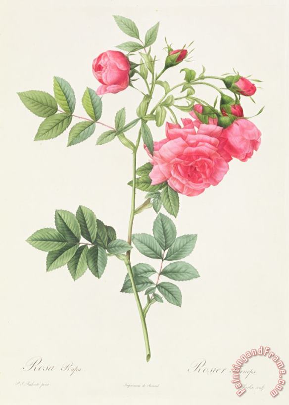 Rosa Pimpinellifolia Flore Variegato painting - Pierre Joseph Redoute Rosa Pimpinellifolia Flore Variegato Art Print