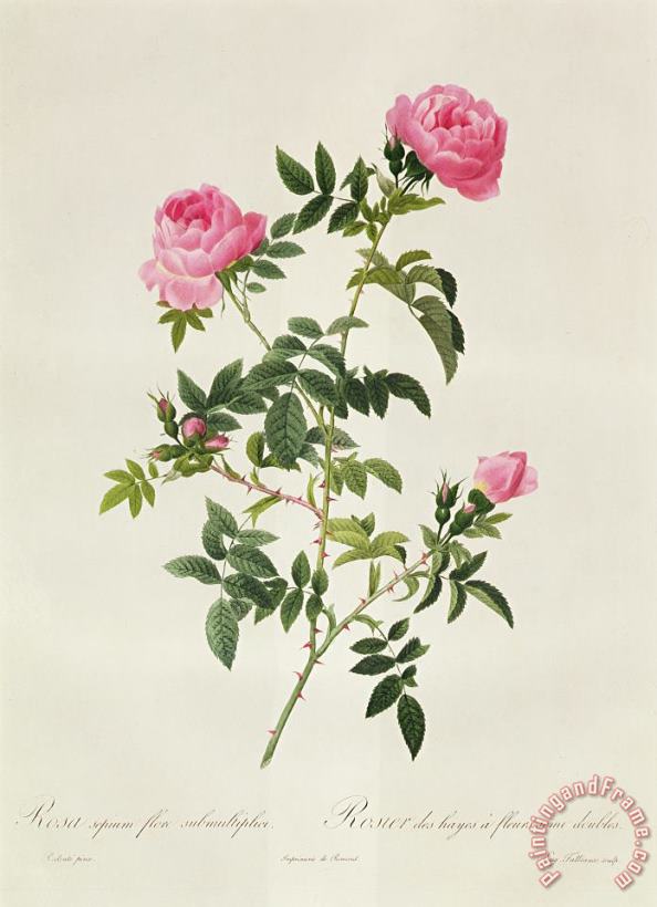 Pierre Joseph Redoute Rosa Sepium Flore Submultiplici Art Painting