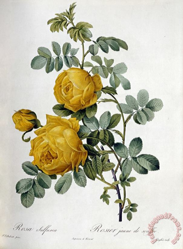 Pierre Joseph Redoute Rosa Sulfurea Art Print