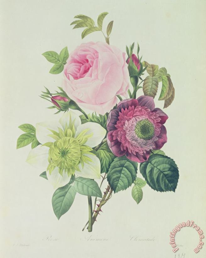 Rose painting - Pierre Joseph Redoute Rose Art Print