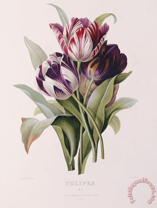 Pierre Joseph Redoute Tulips Art Painting