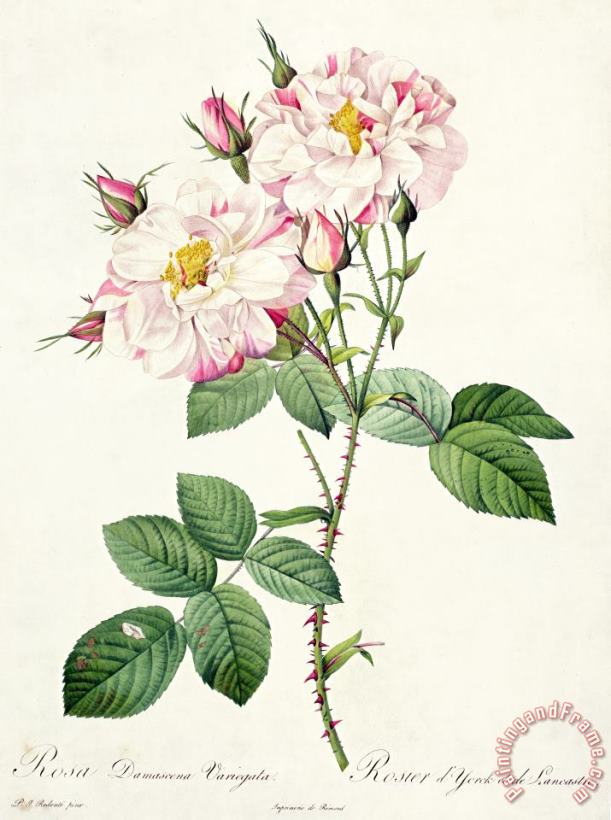 Pierre Joseph Redoute York and Lancaster Rose Art Print