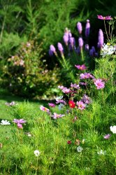 Pol Ledent Garden flowers 2