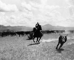 Raguero cutting out a cow from the herd Raguero cutting out a cow from the herd