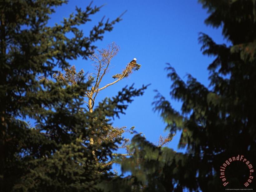 Raymond Gehman A Bald Eagle Haliaeetus Leucocephalus Rests in a Bare Tree Top Art Print