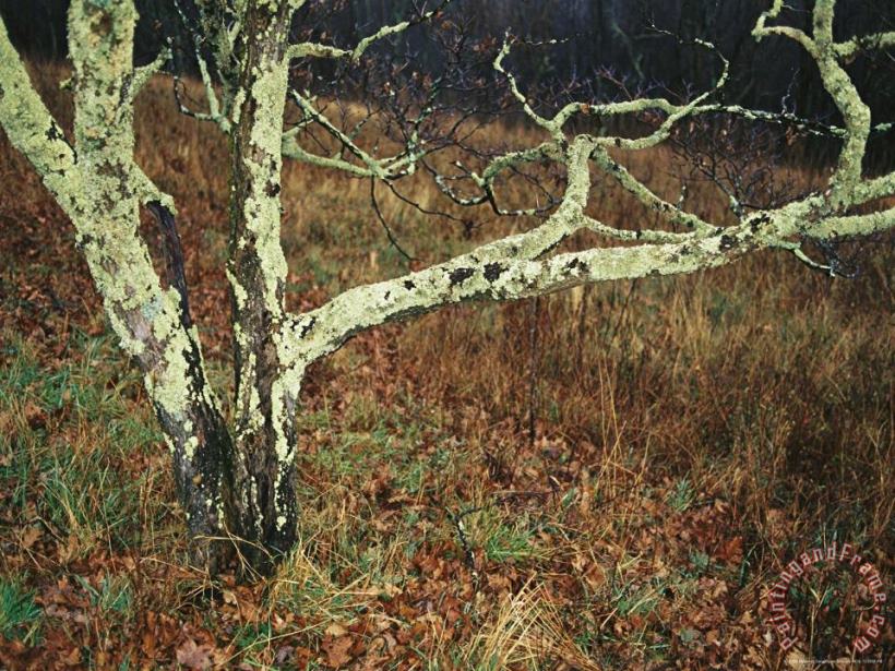 A Bare Dogwood Tree Covered with Lichens at Priest Overlook painting - Raymond Gehman A Bare Dogwood Tree Covered with Lichens at Priest Overlook Art Print
