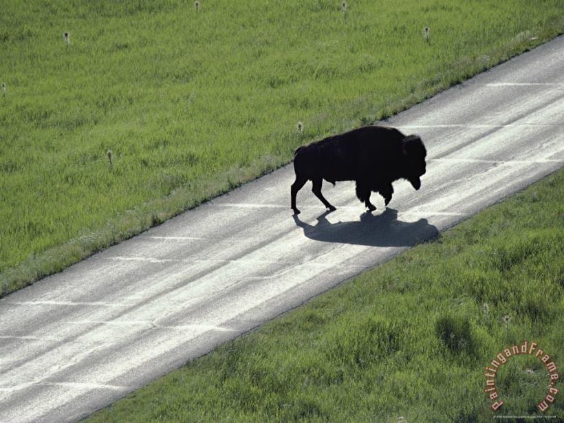 A Bison Bull Ambles Across Lamar Valley Road painting - Raymond Gehman A Bison Bull Ambles Across Lamar Valley Road Art Print