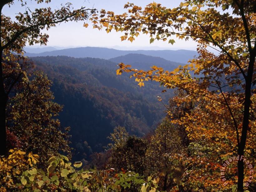 A Blue Ridge Mountain Escarpment Framed by Maple Trees in Autumn Hues painting - Raymond Gehman A Blue Ridge Mountain Escarpment Framed by Maple Trees in Autumn Hues Art Print