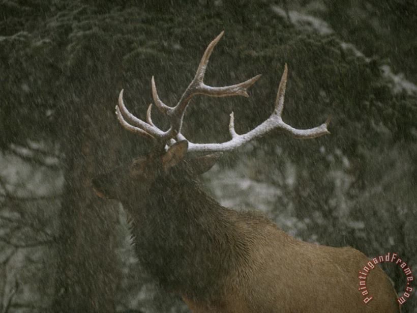 Raymond Gehman A Bull Elk in a Winter Storm Vermilion Lakes Banff National Park Art Painting