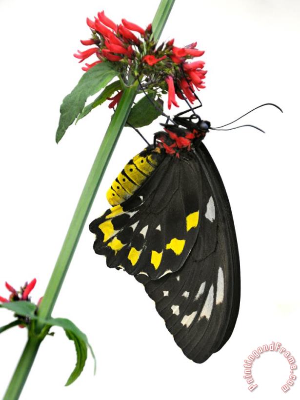 A Butterfly Clings to a Red Flowered Green Stalk painting - Raymond Gehman A Butterfly Clings to a Red Flowered Green Stalk Art Print