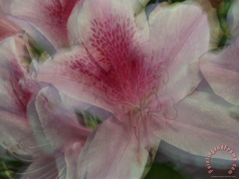 A Close View of a Gently Swaying Azalea Blossom painting - Raymond Gehman A Close View of a Gently Swaying Azalea Blossom Art Print