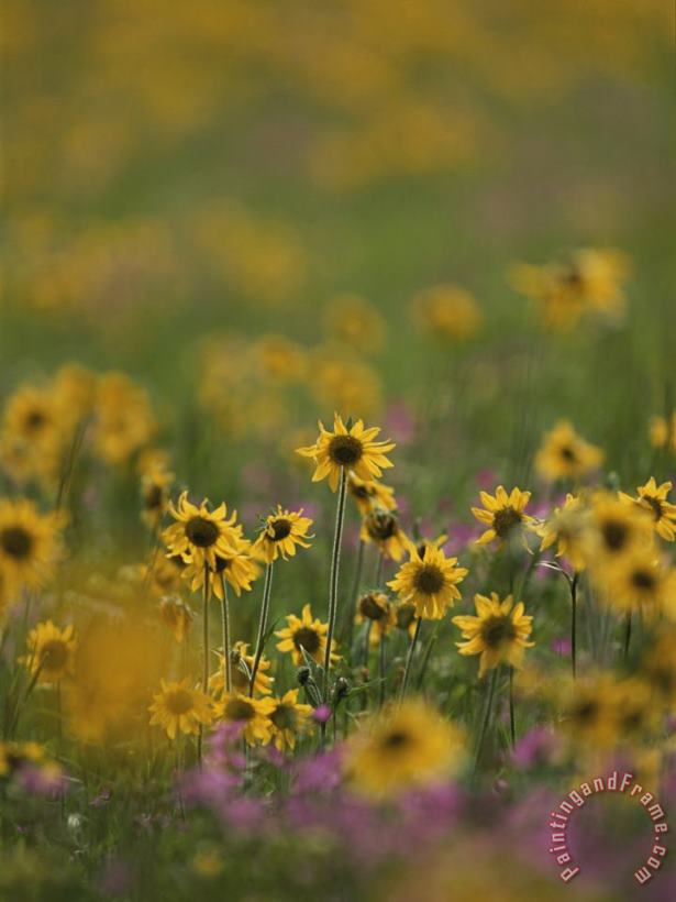 Raymond Gehman A Close View of a Meadow Filled with Blooming Wildflowers Art Print