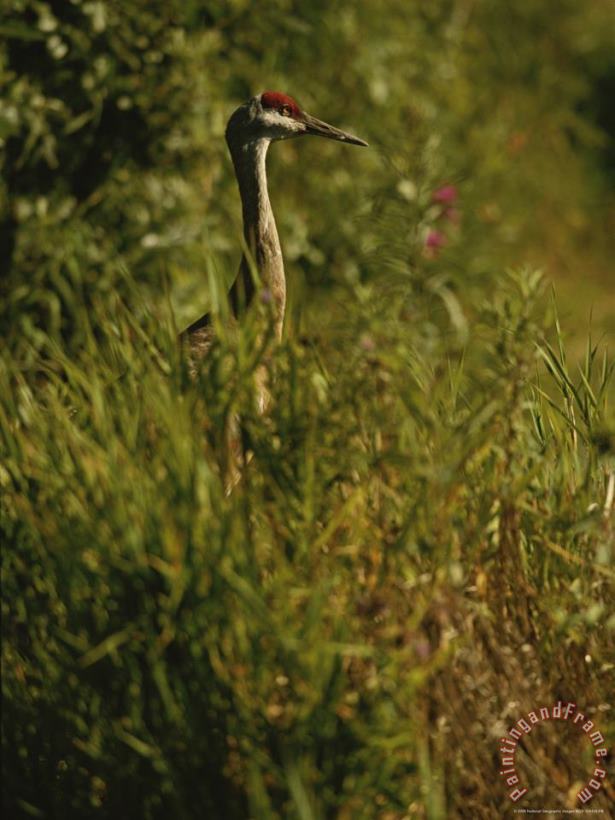 Raymond Gehman A Close View of a Sandhill Crane Standing in Tall Grasses Art Print