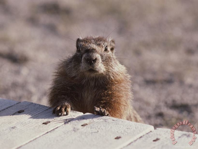 Raymond Gehman A Close View of a Yellow Bellied Marmot Yellowstone National Park Art Painting