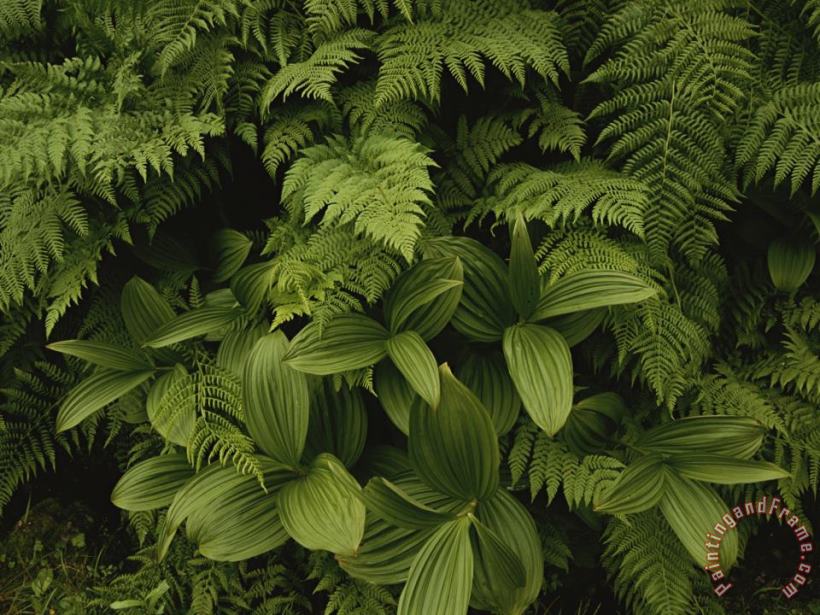 A Close View of Ferns And Hellebore painting - Raymond Gehman A Close View of Ferns And Hellebore Art Print