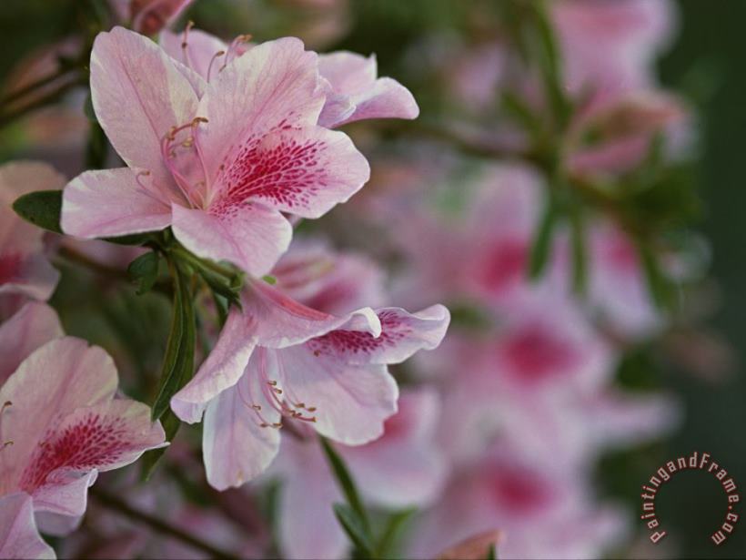 A Close View of Pink Azalea Blossoms painting - Raymond Gehman A Close View of Pink Azalea Blossoms Art Print