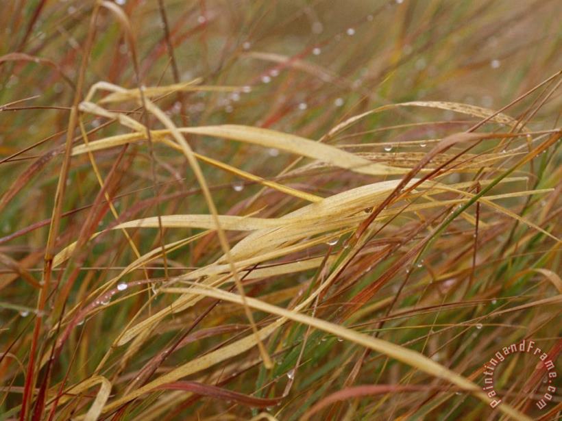 A Close View of Raindrops on The Meadow Grass painting - Raymond Gehman A Close View of Raindrops on The Meadow Grass Art Print