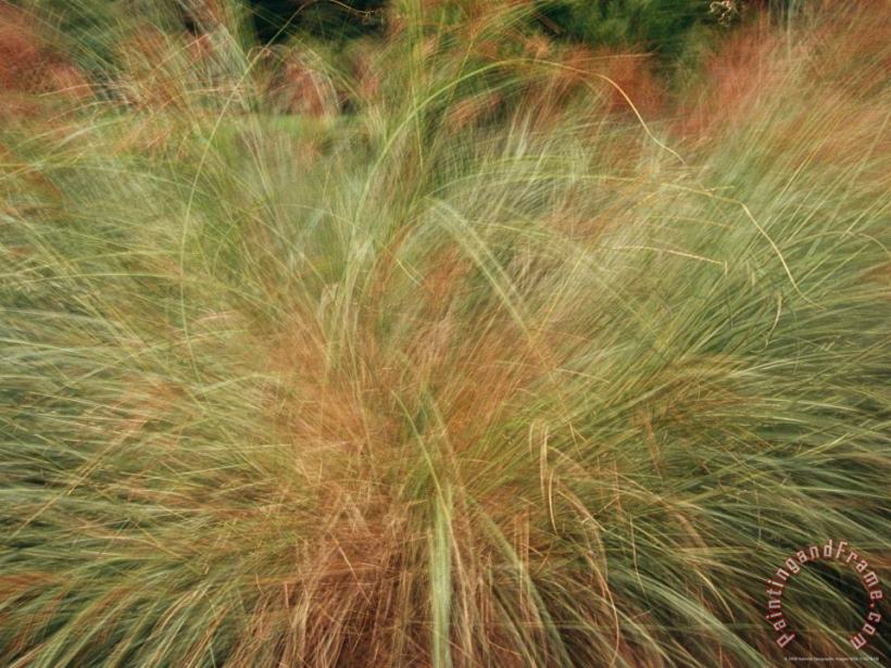 A Close View of Wind Rustled Maiden Grass painting - Raymond Gehman A Close View of Wind Rustled Maiden Grass Art Print