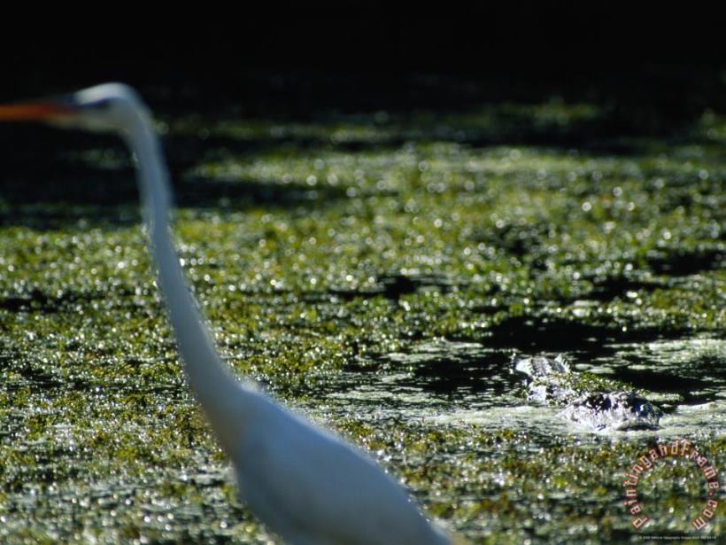 Raymond Gehman A Common Egret Wades Past an American Alligator Floating Nearby Art Painting