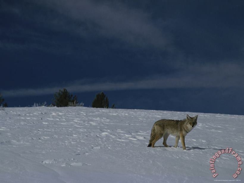 Raymond Gehman A Coyote in The Snow Yellowstone National Park Wyoming Art Print