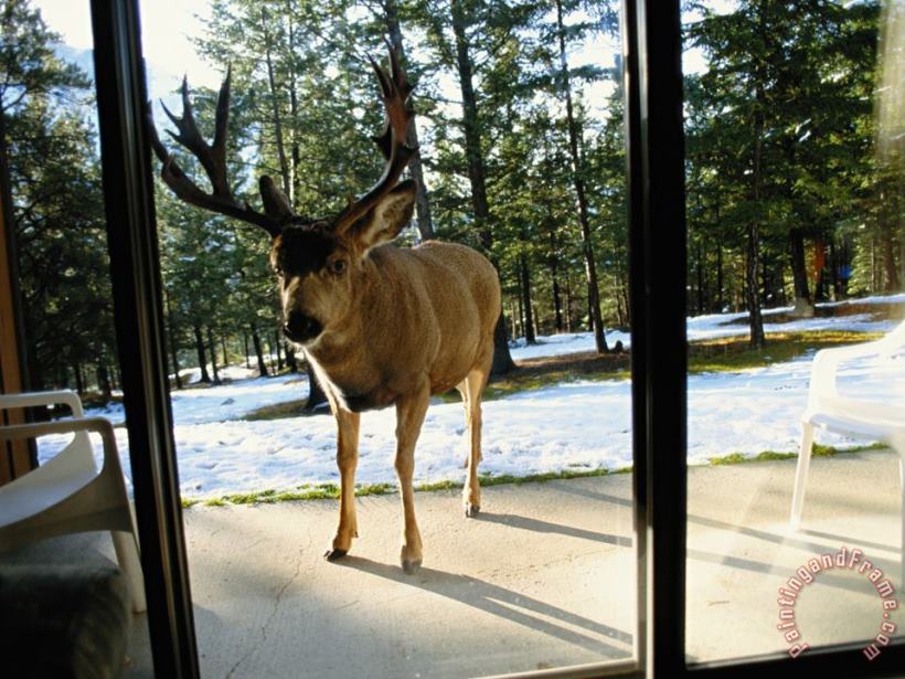 Raymond Gehman A Curious Mule Deer Peers Inside a Hotel Room in Banff Art Painting