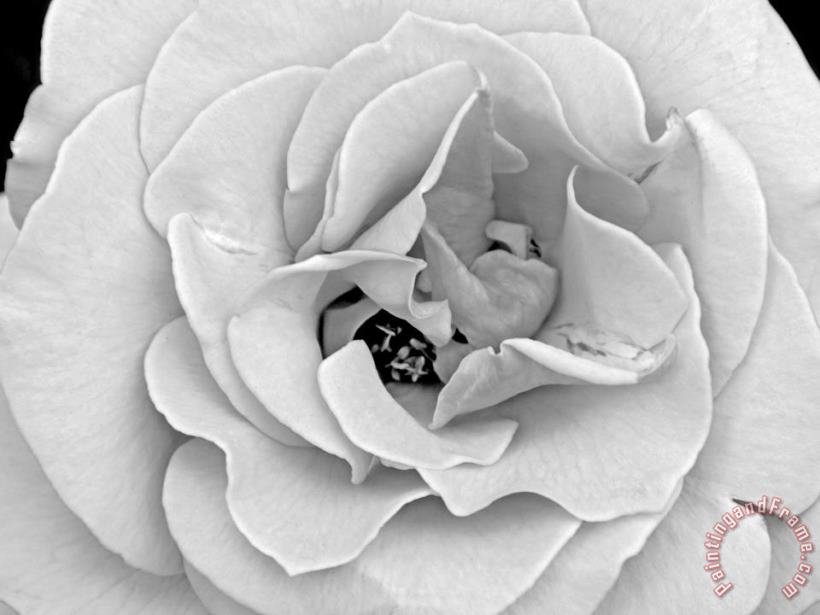 Raymond Gehman A Delicate And Splendid Rose Opens Up Her Petals Art Print