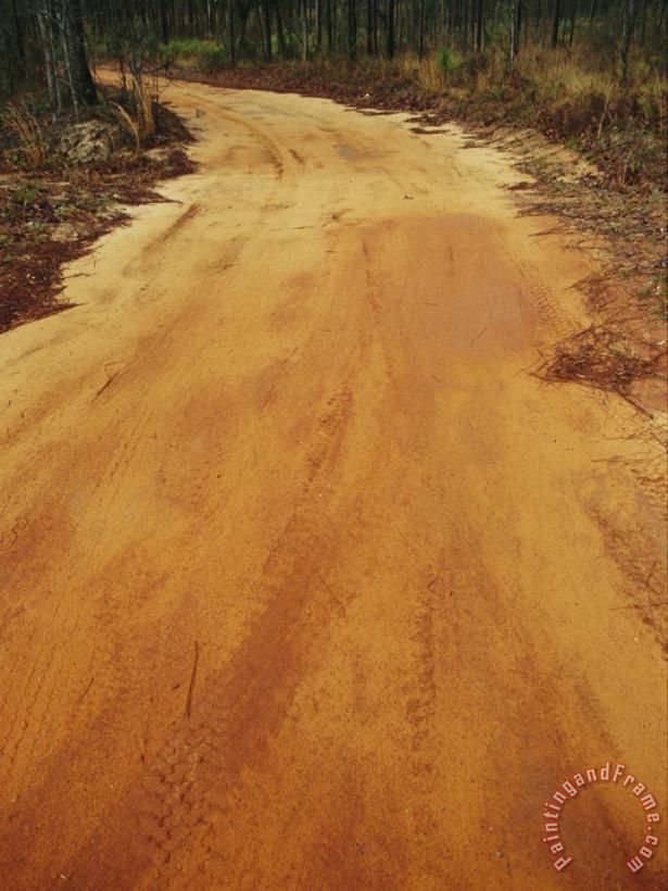 A Dirt Road Traveling Through a Forest painting - Raymond Gehman A Dirt Road Traveling Through a Forest Art Print